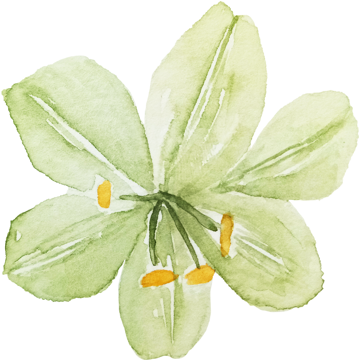 Watercolor Green Clivia Flower